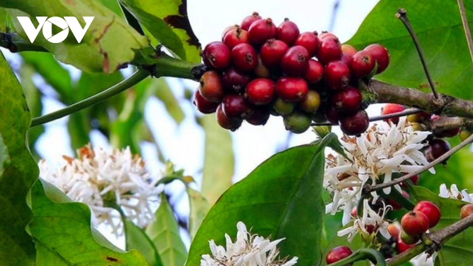 Giá cà phê hôm nay 12/10: Giá cà phê trung bình ở mức 63.600 đồng/kg