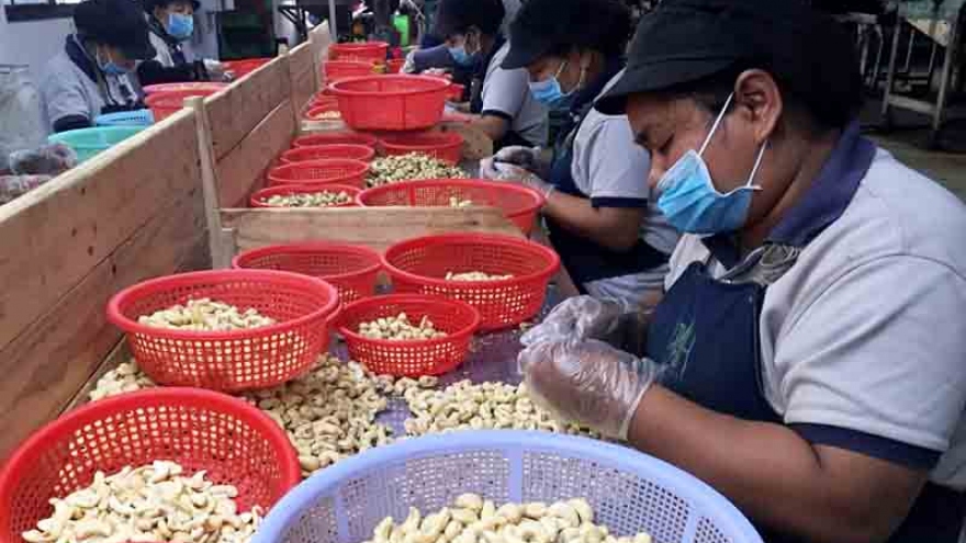 Vietnam spends nearly US$3 billion on cashew nut imports for processing