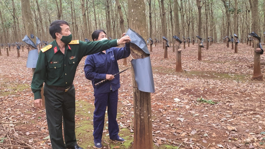 Cây cao su quân đội nâng cao đời sống đồng bào dân tộc nơi biên giới Gia Lai