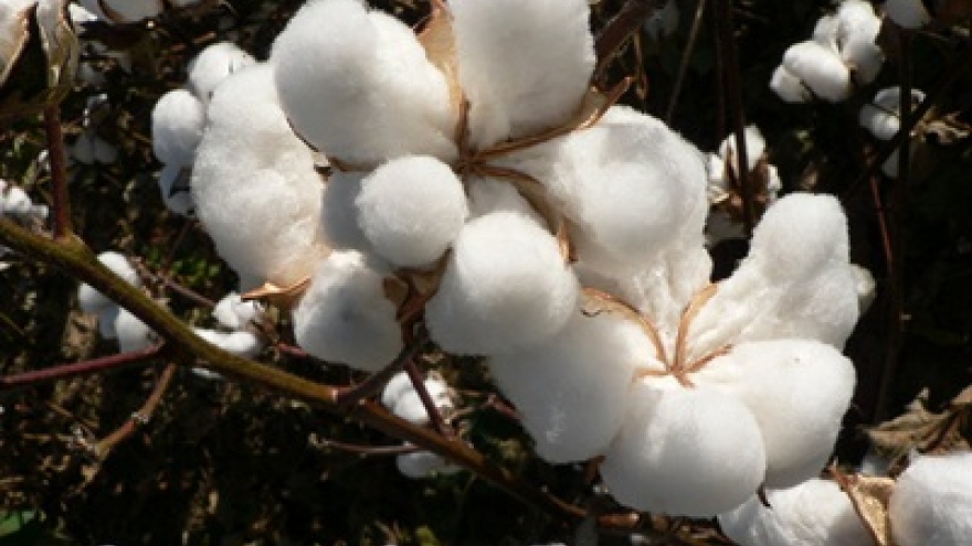Vietnam spends US$2.1 billion importing cotton over nine-month period