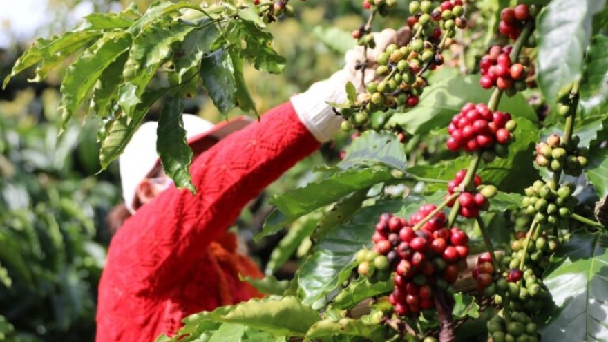 Giá cà phê hôm nay 19/10: Giá cà phê Robusta, Arabica đồng loạt tăng