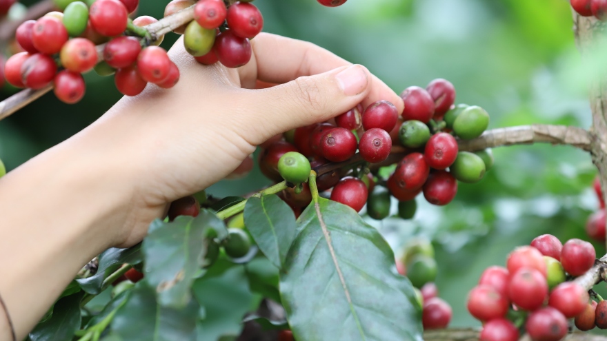 Giá cà phê hôm nay 6/7: Cà phê Robusta và Arabica cùng tăng