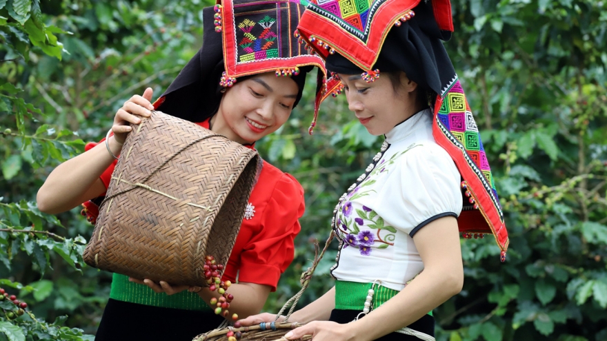 Giá cà phê hôm nay 16/4: Cà phê đồng loạt tăng trên cả 2 sàn quốc tế