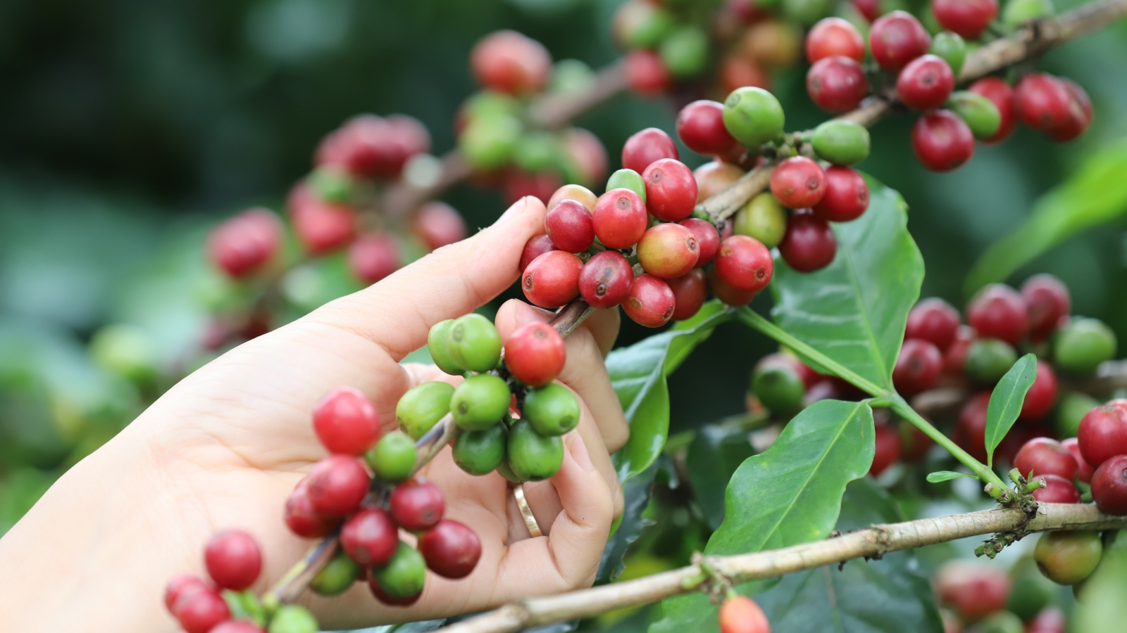 Giá cà phê hôm nay 25/10: Cà phê trong nước tăng mạnh
