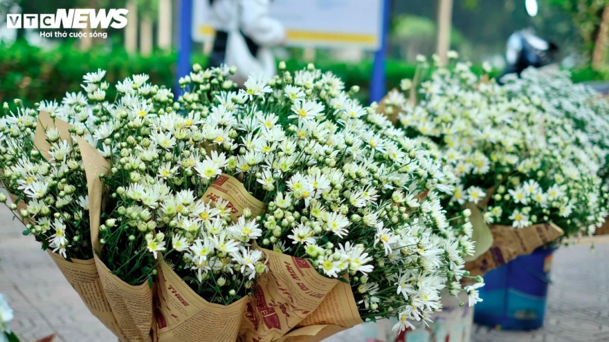 Hanoi streets dotted with daisies as winter approaches
