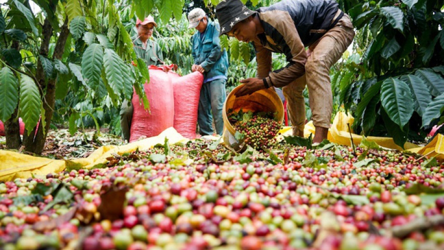 Giá cà phê hôm nay 2/10: Cà phê Robusta, Arabica đồng loạt giảm