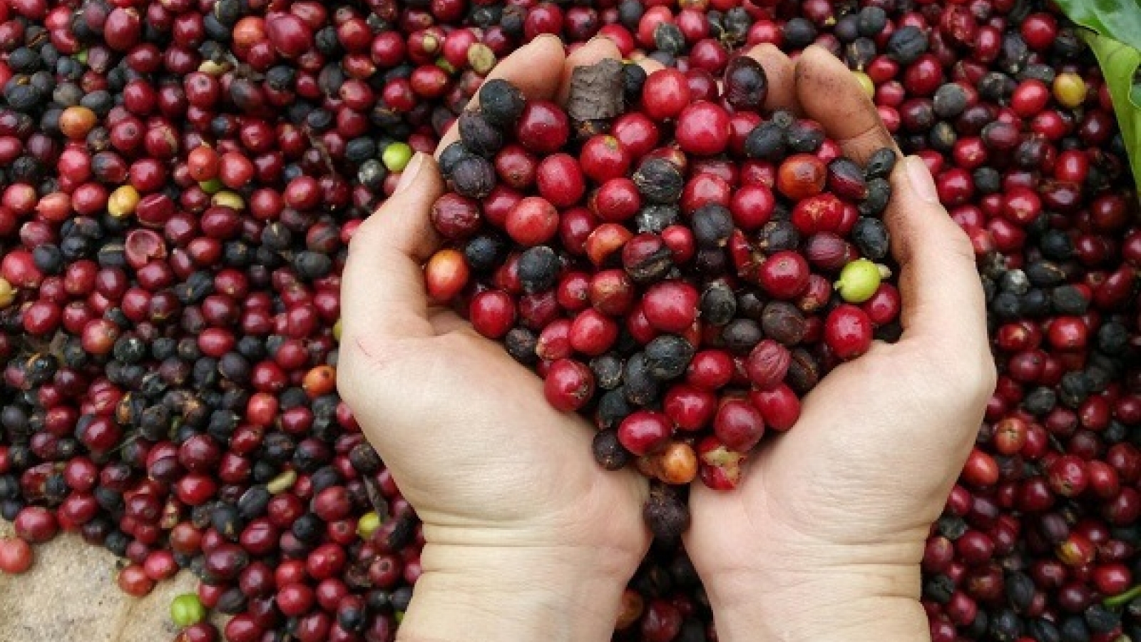 Giá cà phê hôm nay 13/10: Trong nước tăng 100 đồng/kg