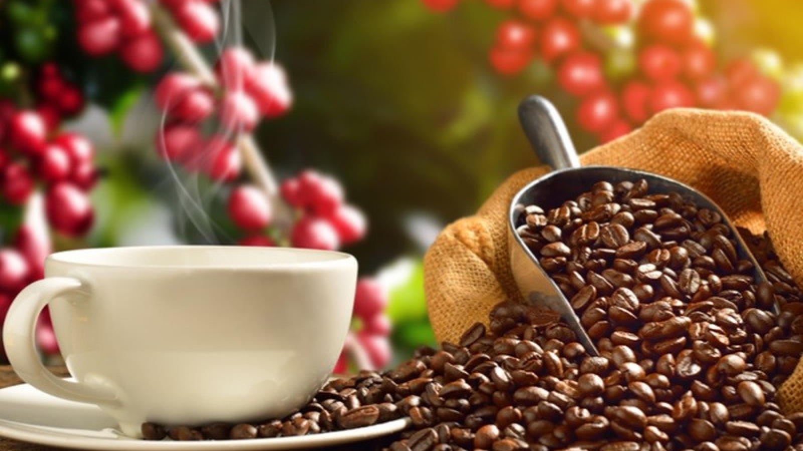 Giá cà phê hôm nay 4/10: Trong nước giảm 1.000 đồng/kg