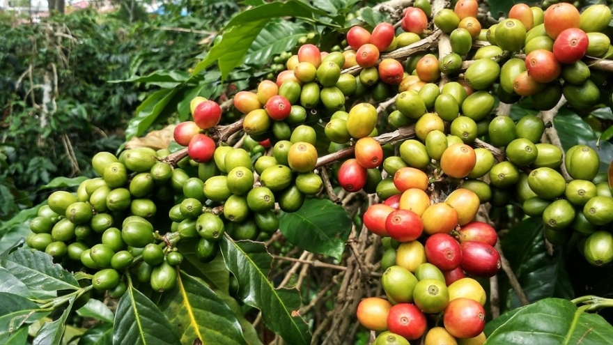 Giá cà phê hôm nay 21/10: Giá cà phê Robusta, Arabica tiếp tục tăng