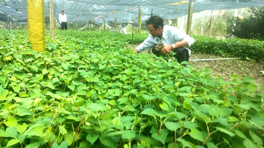 Loại rau bổ phổi, mọc dại nhiều nơi ở Việt Nam nhiều người không biết