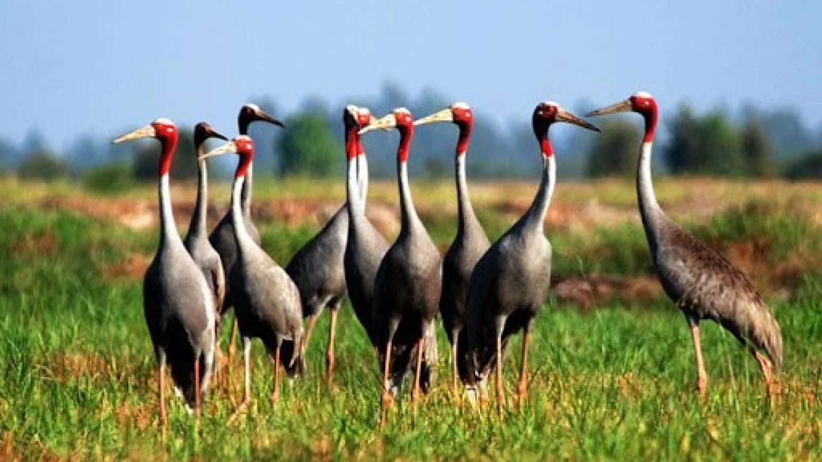 Dong Thap all set to make its National Park home again for red-crowned cranes