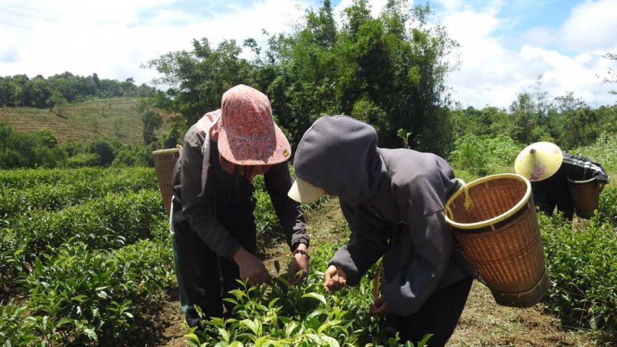 Kon Tum đồng hành gỡ khó hỗ trợ doanh nghiệp phát triển