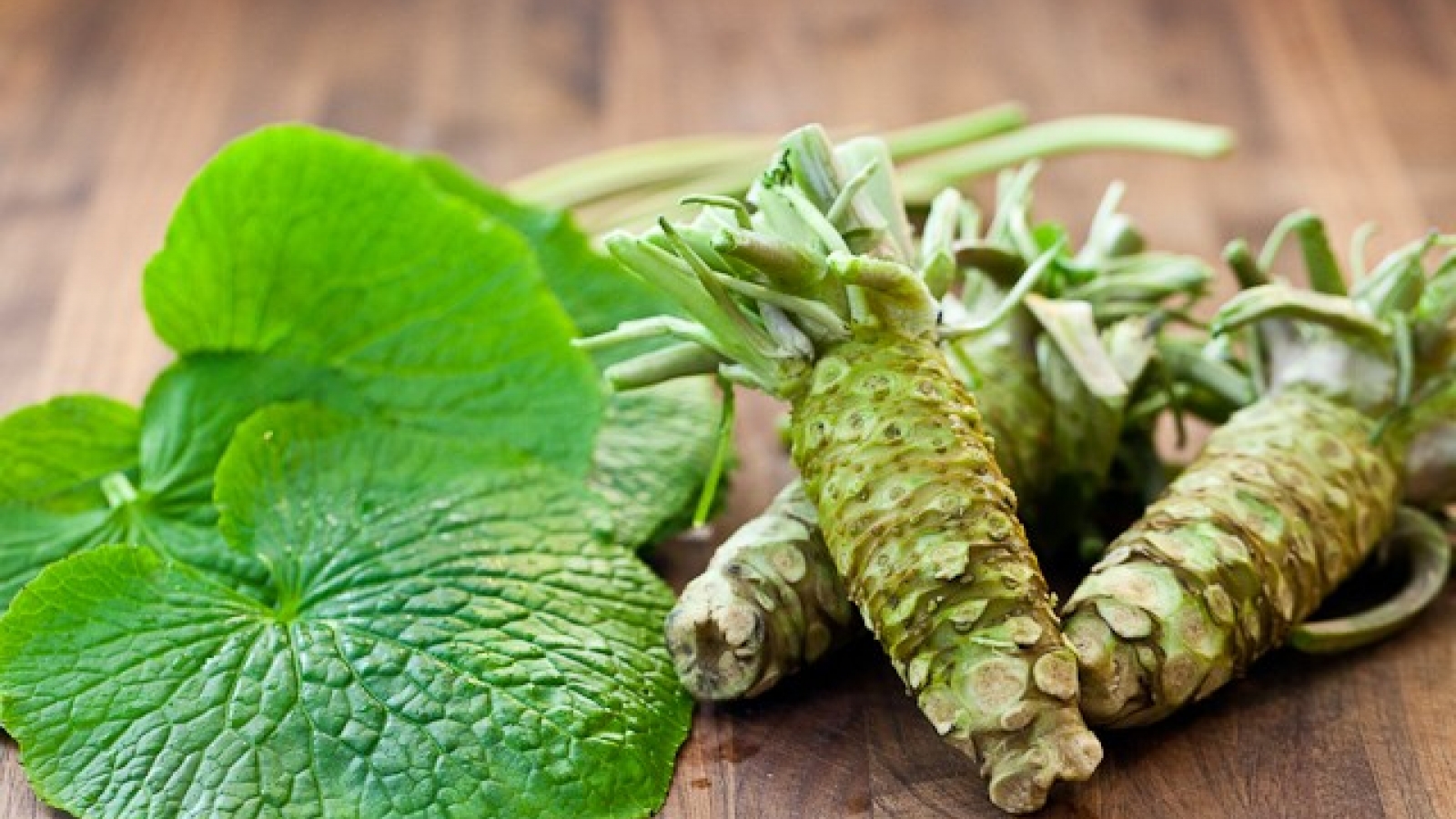 Trồng cây wasabi, nông dân Đà Lạt nhổ củ bán 6 triệu đồng/kg