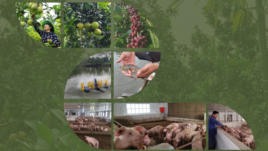 Nông nghiệp tuần hoàn: Xu thế tất yếu của nền “kinh tế xanh”