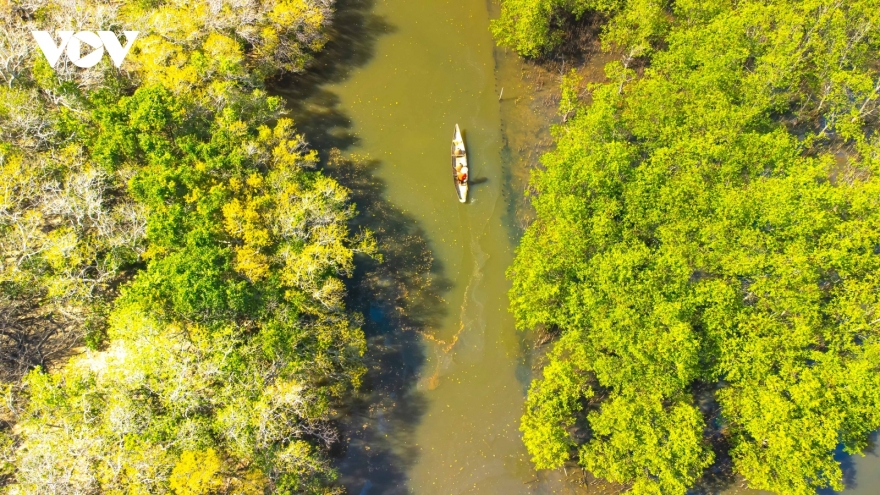 Fall foliage in Ru Cha mangrove forest