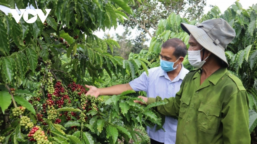 Tổ khuyến nông cộng đồng giúp sức phát triển vùng cà phê bền vững ở Tây Nguyên