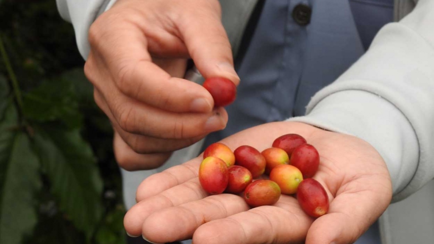 Giá cà phê hôm nay 30/3: Giá cà phê trong nước giảm 1.200 - 1.300 đồng/kg