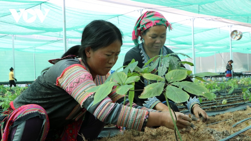 Đầu tư khoa học cho y dược cổ truyền để chủ động trong khám, chữa bệnh