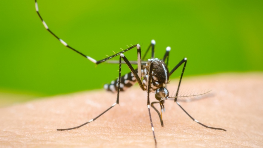 Residents in Hanoi capital infected with dengue virus type DEN-3