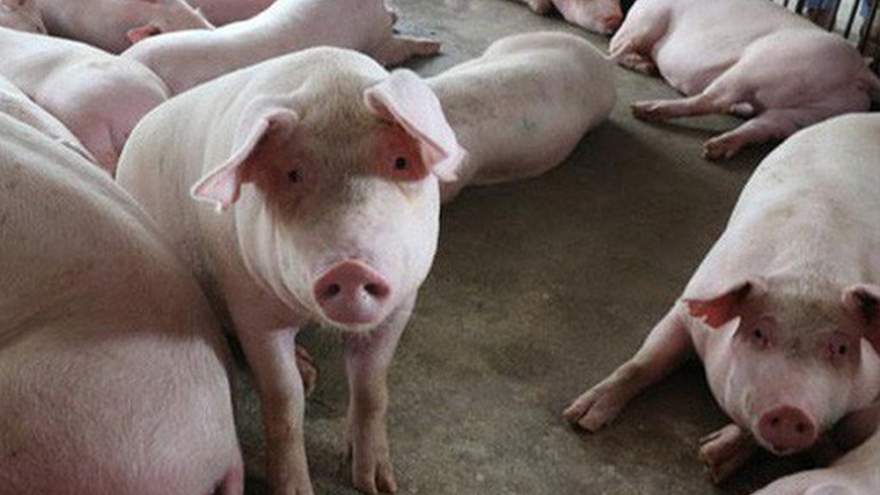 Công điện của Thủ tướng Chính phủ về phòng, chống bệnh dịch tả lợn châu Phi