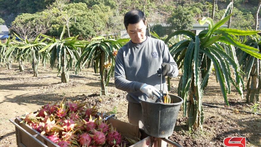 Nông dân Sơn La rải vụ cây ăn quả