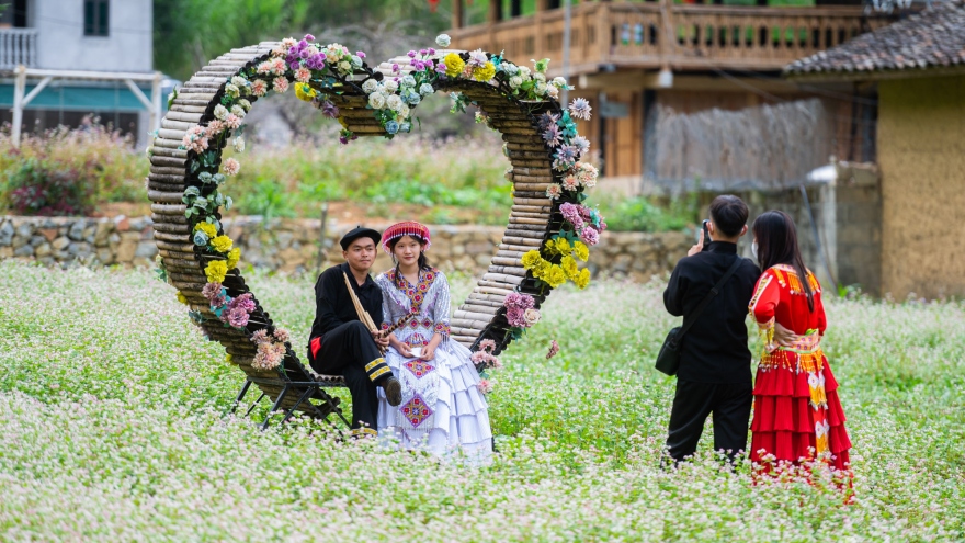 Buckwheat flowers attract visitors to Ha Giang Karst Plateau