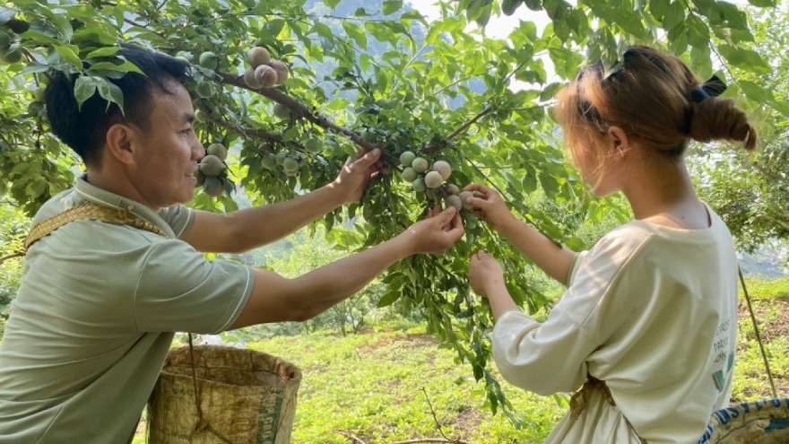 Sơn La duy trì 218 mã số vùng trồng xuất khẩu cho 7 loại cây trồng