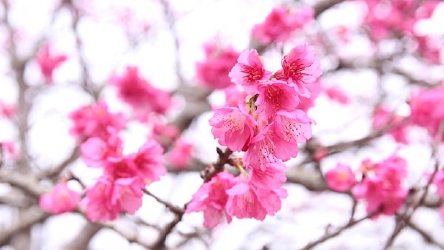 Dien Bien cherry blossom festival to mark Vietnam-Japan ties