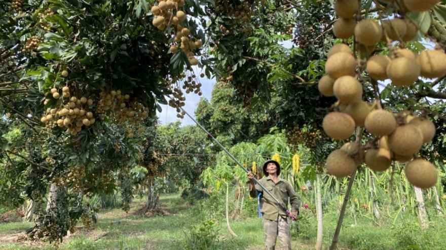 Nhãn Sông Mã chinh phục thị trường thế giới