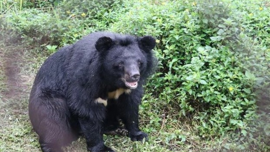 National park inaugurates bear rescue centre