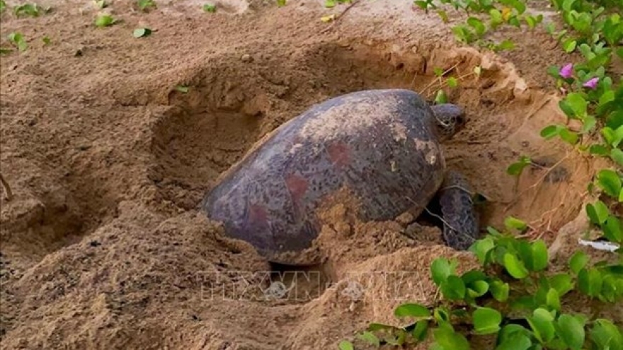 Fund-raising campaign launched to conserve Con Dao sea turtles