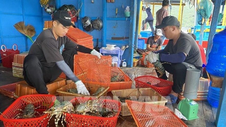 Vietnam exports shrimp to 100 countries, territories: Authority