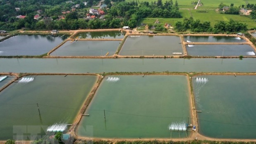 New solutions reduce GHG emissions from shrimp ponds: Research