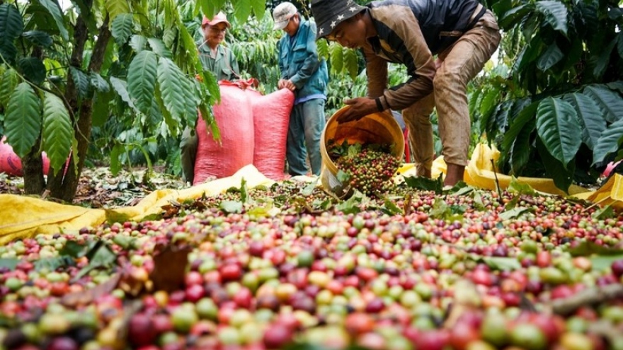 Giá cà phê hôm nay 6/12: Cà phê trong nước cao nhất 60.500 đồng/kg