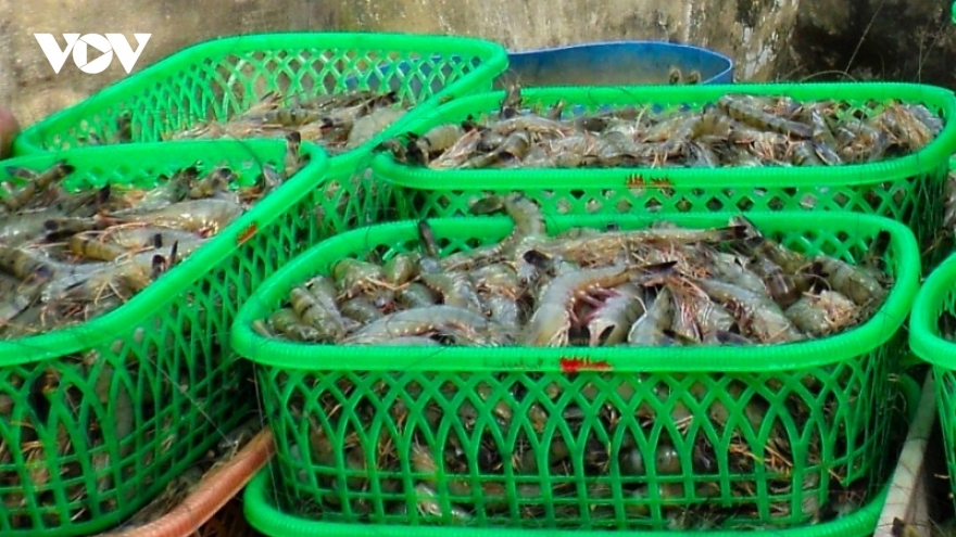 US launches probe into anti-subsidy of frozen warm water shrimp from Vietnam
