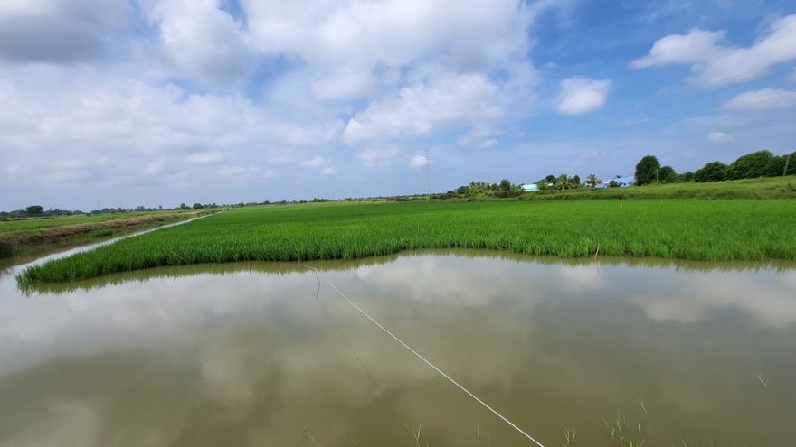 Xuân về trên những cánh đồng lúa - tôm