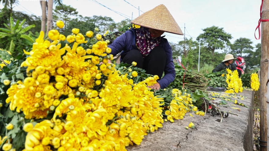 Hoa cúc Tây Tựu bị bỏ đầy đồng, giá rớt thảm ngay sát vụ Tết