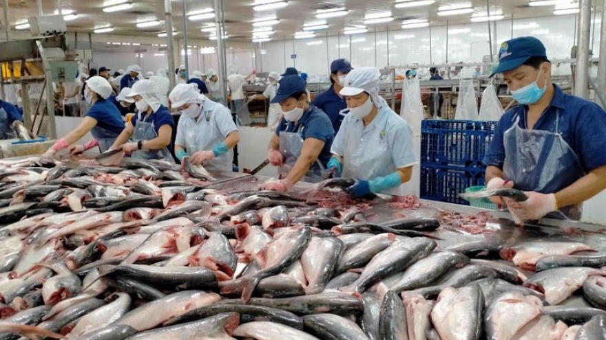 Pangasius exports likely to reach US$1.8 billion this year