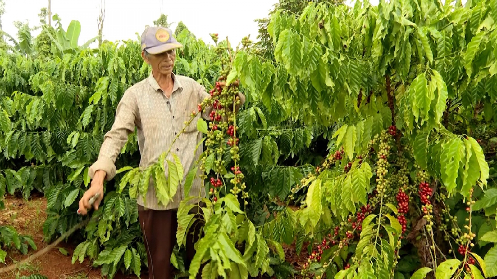 Giá cà phê hôm nay 31/5: Giá cà phê giảm trên cả hai sàn quốc tế