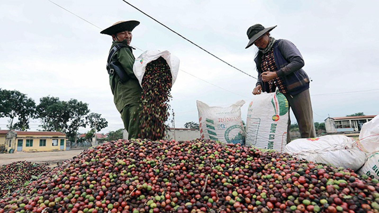 Giá cà phê hôm nay 28/9: Cà phê trong nước có giá 115.500 đồng/kg