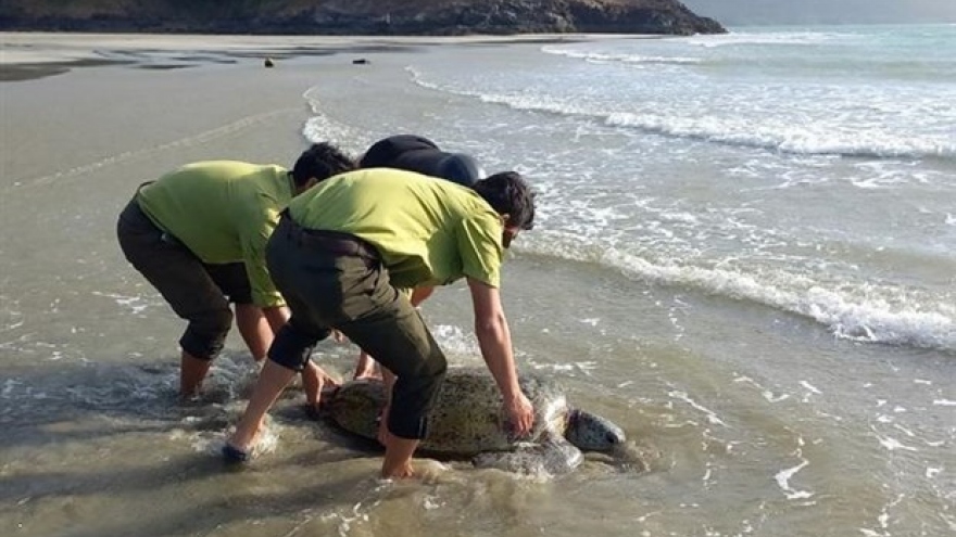 Rare sea turtle rescued in Ba Ria-Vung Tau province