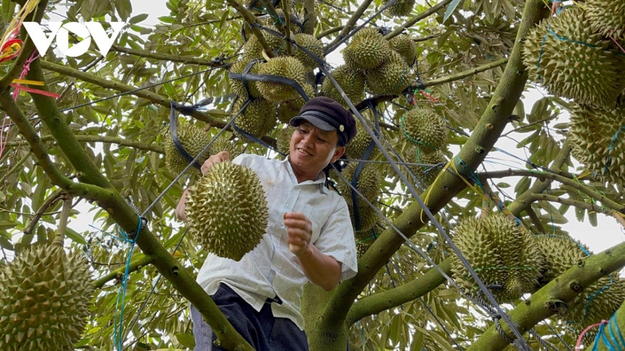 Vietnam sees five-fold increase in durian export turnover