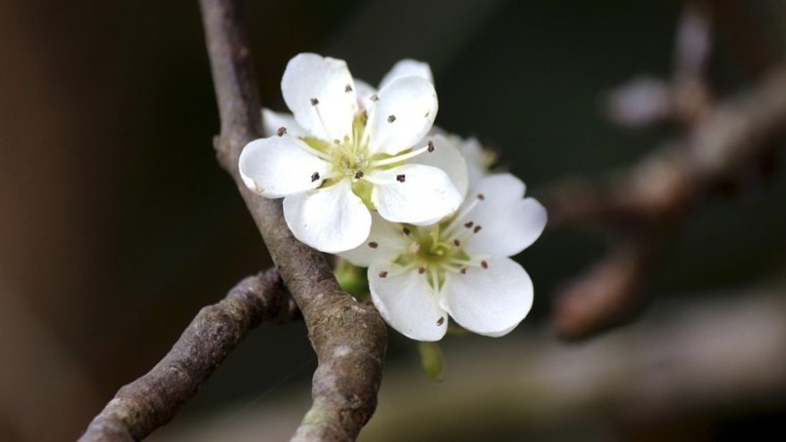 Hanoi streets dotted with wild pear flowers signaling festive season