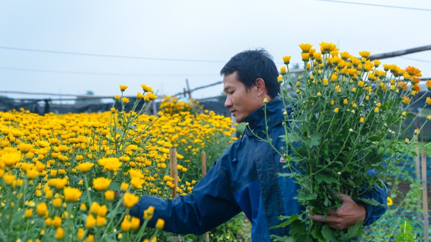 Preparations underway at Tay Tuu flower village ahead of Tet