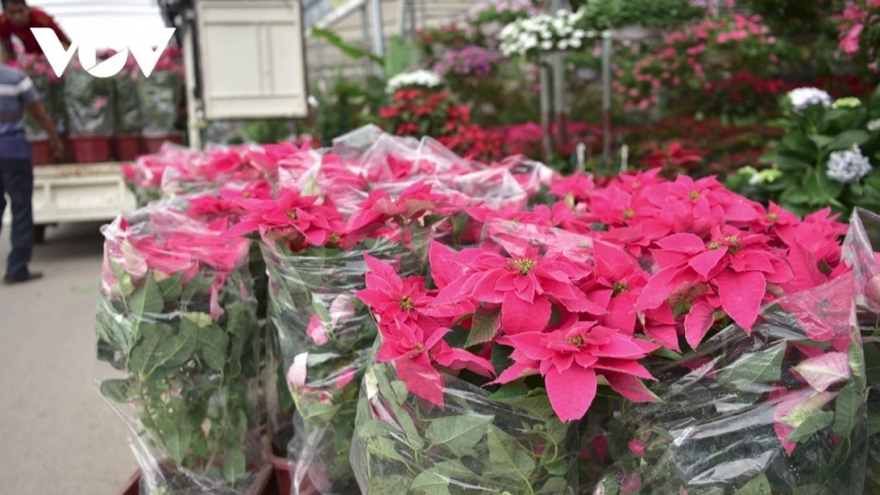 Bustling atmosphere descends on Xuan Quan flower village as Tet approaches