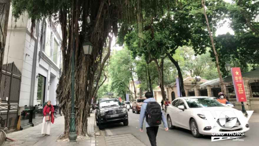 Hàng cây, “tri âm” của phố