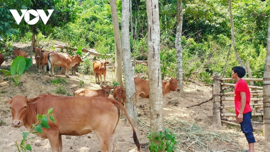 Huyện miền núi Đông Giang tập trung phát triển 4 vùng nông nghiệp chủ lực