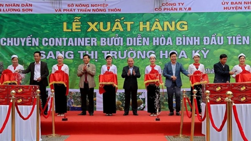 Hoa Binh exports first batch of “Dien” pomelos to US