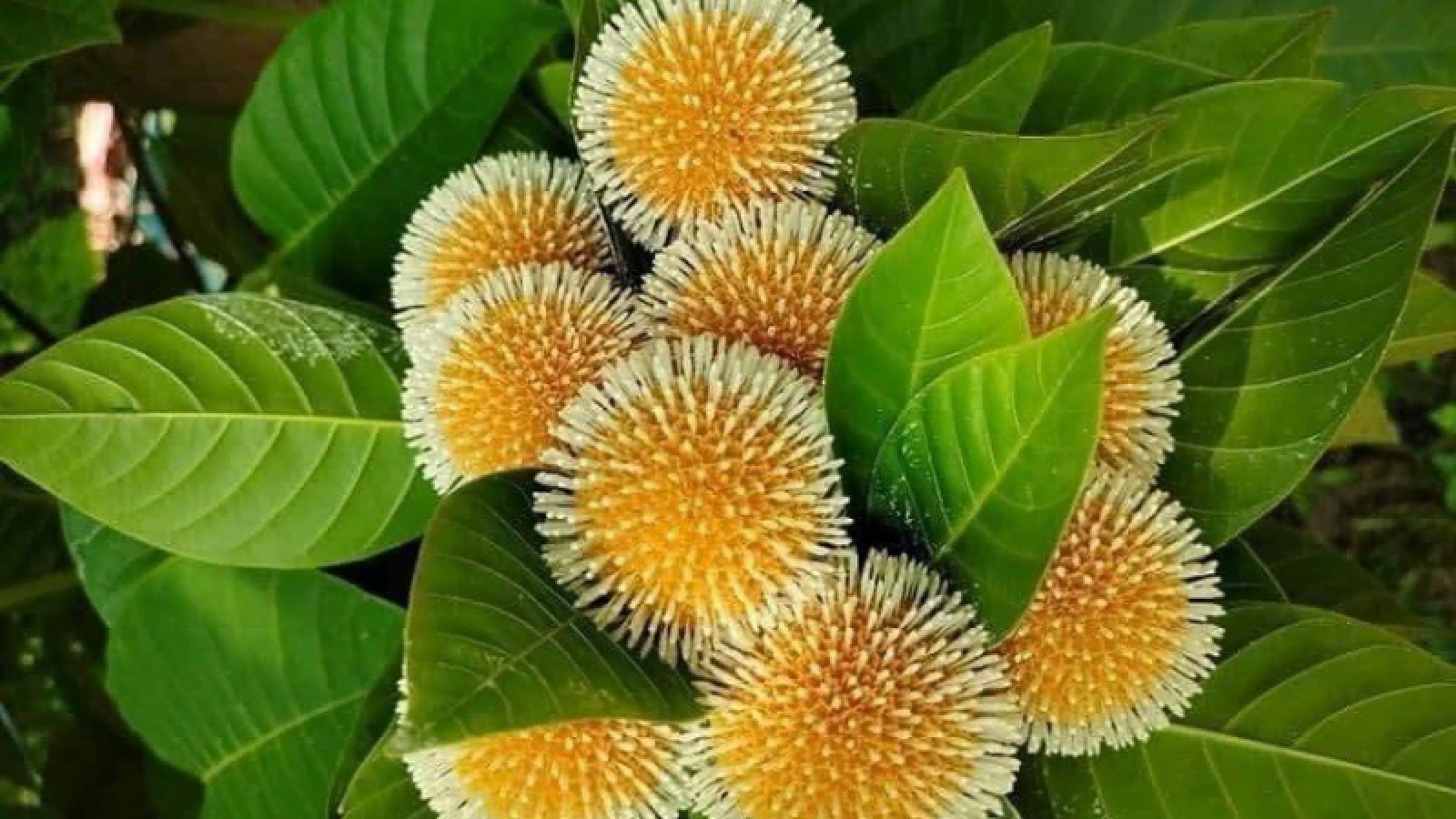 Quả dại dân dã "lên đời" thành đặc sản lạ