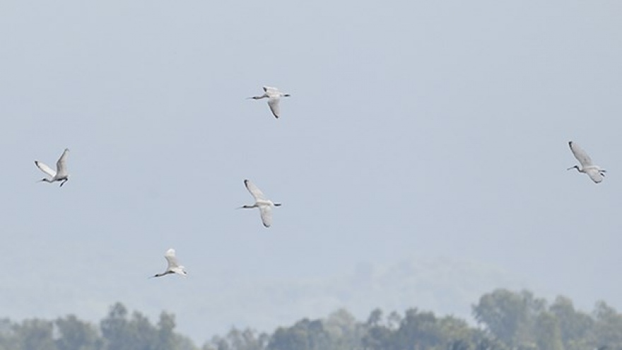 Endangered migratory bird species found in Binh Dinh